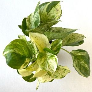 Manjula pothos 🌿💚 ‼️SOLD‼️